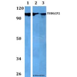 Anti-TUBGCP2 Antibody from Bioworld Technology (BS60743) - Antibodies.com