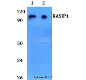 Anti-RASIP1 Antibody from Bioworld Technology (BS60744) - Antibodies.com