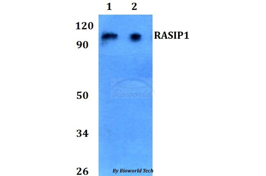 Anti-RASIP1 Antibody from Bioworld Technology (BS60744) - Antibodies.com