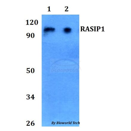 Anti-RASIP1 Antibody from Bioworld Technology (BS60744) - Antibodies.com