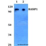 Anti-RASIP1 Antibody from Bioworld Technology (BS60744) - Antibodies.com
