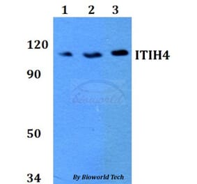 Anti-ITIH4 Antibody from Bioworld Technology (BS60746) - Antibodies.com