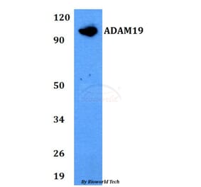 Anti-ADAM19 Antibody from Bioworld Technology (BS60747) - Antibodies.com