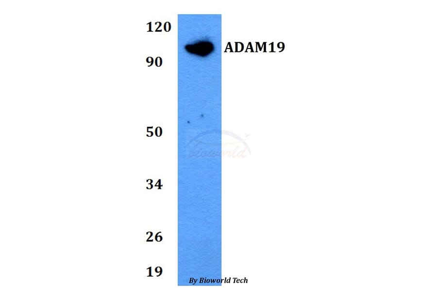 Anti-ADAM19 Antibody from Bioworld Technology (BS60747) - Antibodies.com