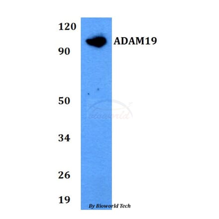 Anti-ADAM19 Antibody from Bioworld Technology (BS60747) - Antibodies.com