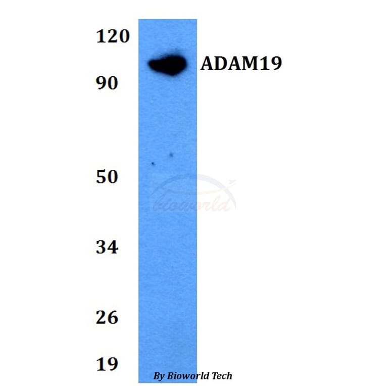 Anti-ADAM19 Antibody from Bioworld Technology (BS60747) - Antibodies.com