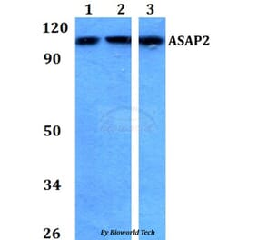 Anti-ASAP2 Antibody from Bioworld Technology (BS60750) - Antibodies.com