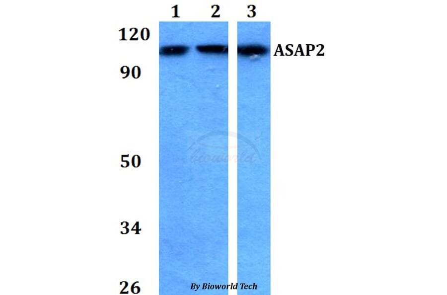 Anti-ASAP2 Antibody from Bioworld Technology (BS60750) - Antibodies.com