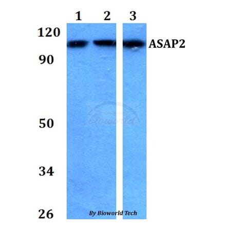 Anti-ASAP2 Antibody from Bioworld Technology (BS60750) - Antibodies.com