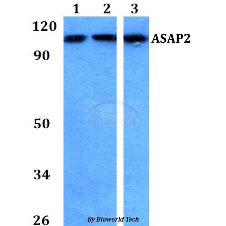 Anti-ASAP2 Antibody from Bioworld Technology (BS60750) - Antibodies.com