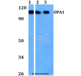 Anti-OPA1 Antibody from Bioworld Technology (BS60751) - Antibodies.com