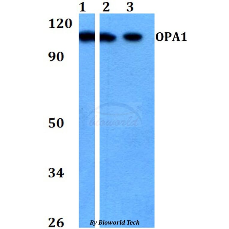 Anti-OPA1 Antibody from Bioworld Technology (BS60751) - Antibodies.com