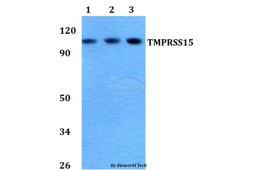 Anti-TMPRSS15 Antibody from Bioworld Technology (BS60752) - Antibodies.com