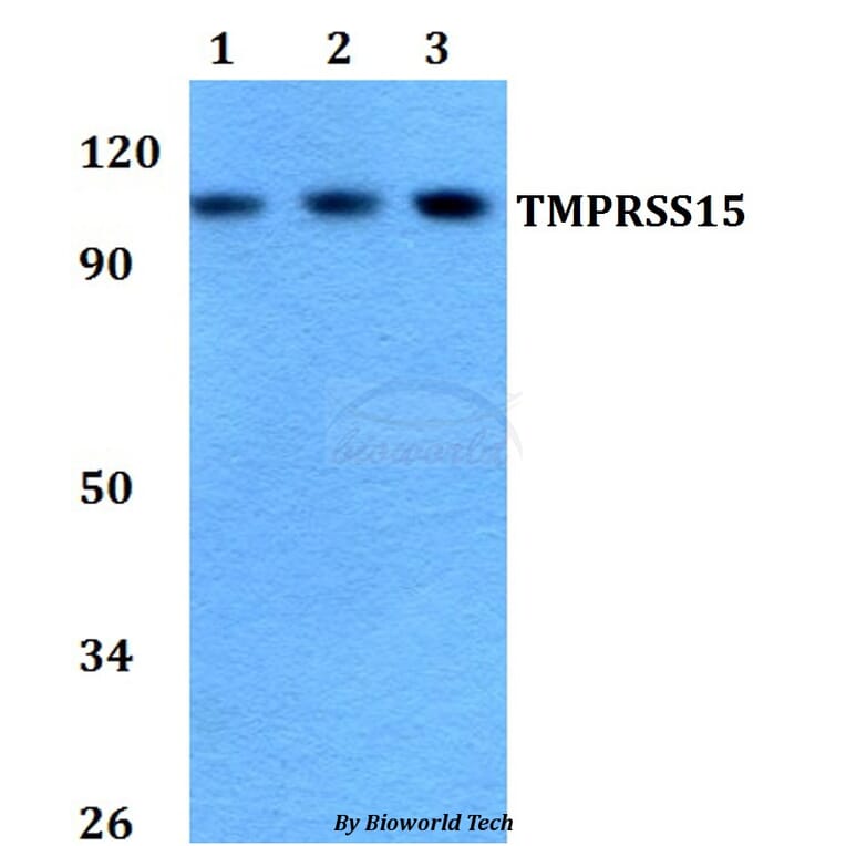 Anti-TMPRSS15 Antibody from Bioworld Technology (BS60752) - Antibodies.com