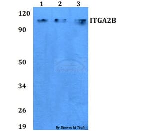 Anti-ITGA2B Antibody from Bioworld Technology (BS60753) - Antibodies.com