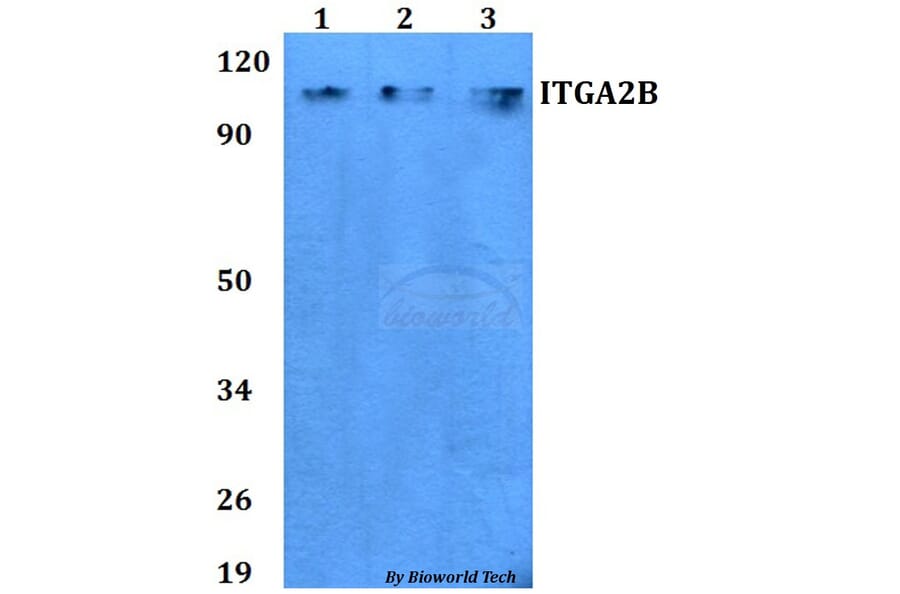 Anti-ITGA2B Antibody from Bioworld Technology (BS60753) - Antibodies.com