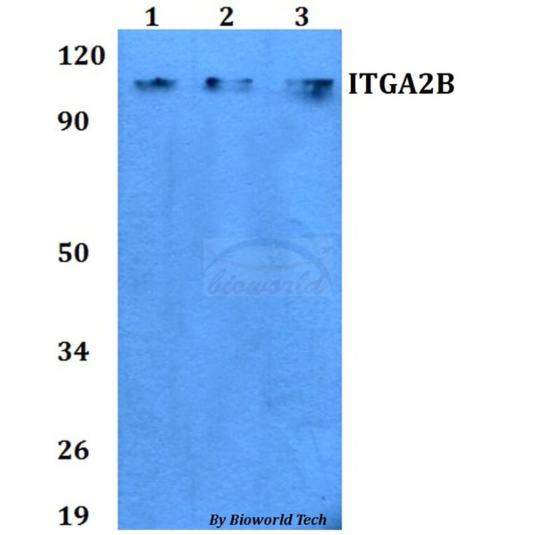 Anti-ITGA2B Antibody from Bioworld Technology (BS60753) - Antibodies.com