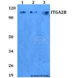 Anti-ITGA2B Antibody from Bioworld Technology (BS60753) - Antibodies.com