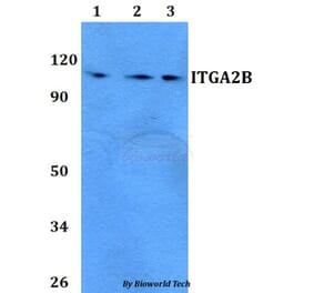 Anti-ITGA2B Antibody from Bioworld Technology (BS60754) - Antibodies.com