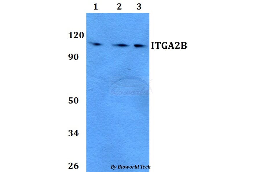 Anti-ITGA2B Antibody from Bioworld Technology (BS60754) - Antibodies.com