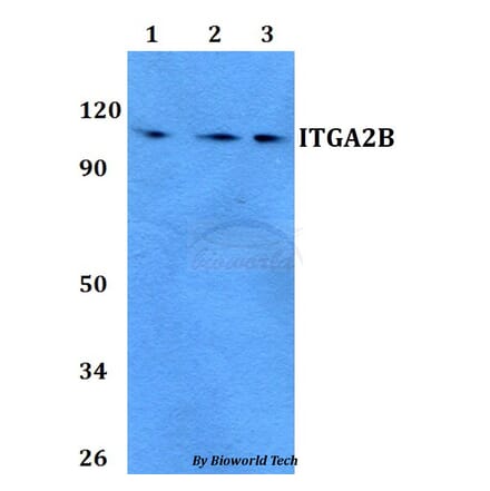 Anti-ITGA2B Antibody from Bioworld Technology (BS60754) - Antibodies.com