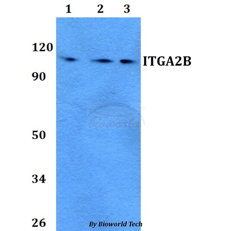 Anti-ITGA2B Antibody from Bioworld Technology (BS60754) - Antibodies.com