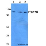 Anti-ITGA2B Antibody from Bioworld Technology (BS60754) - Antibodies.com