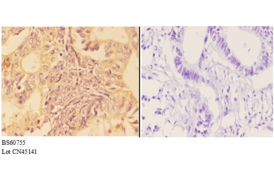 Anti-APOBR Antibody from Bioworld Technology (BS60755) - Antibodies.com