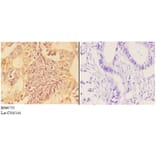 Anti-APOBR Antibody from Bioworld Technology (BS60755) - Antibodies.com