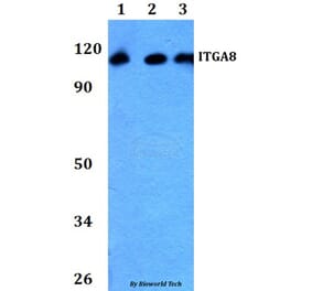 Anti-ITGA8 Antibody from Bioworld Technology (BS60756) - Antibodies.com