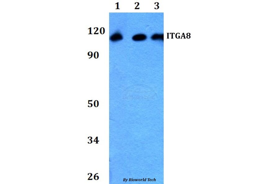 Anti-ITGA8 Antibody from Bioworld Technology (BS60756) - Antibodies.com