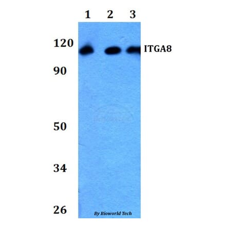 Anti-ITGA8 Antibody from Bioworld Technology (BS60756) - Antibodies.com