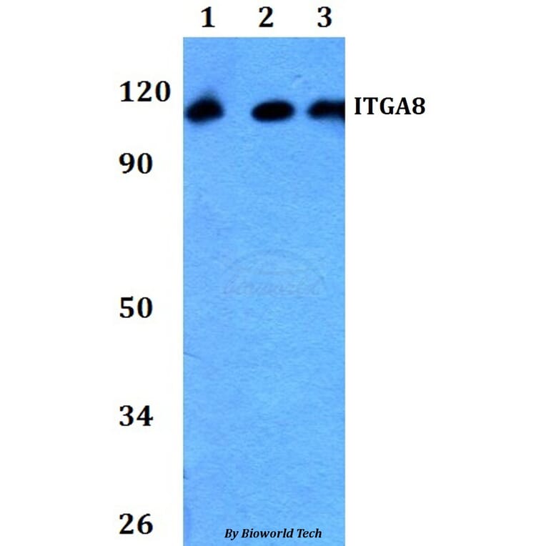 Anti-ITGA8 Antibody from Bioworld Technology (BS60756) - Antibodies.com