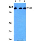 Anti-ITGA8 Antibody from Bioworld Technology (BS60756) - Antibodies.com