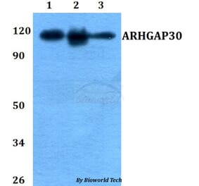 Anti-ARHGAP30 Antibody from Bioworld Technology (BS60757) - Antibodies.com