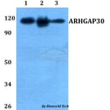 Anti-ARHGAP30 Antibody from Bioworld Technology (BS60757) - Antibodies.com