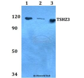 Anti-TSHZ3 Antibody from Bioworld Technology (BS60758) - Antibodies.com