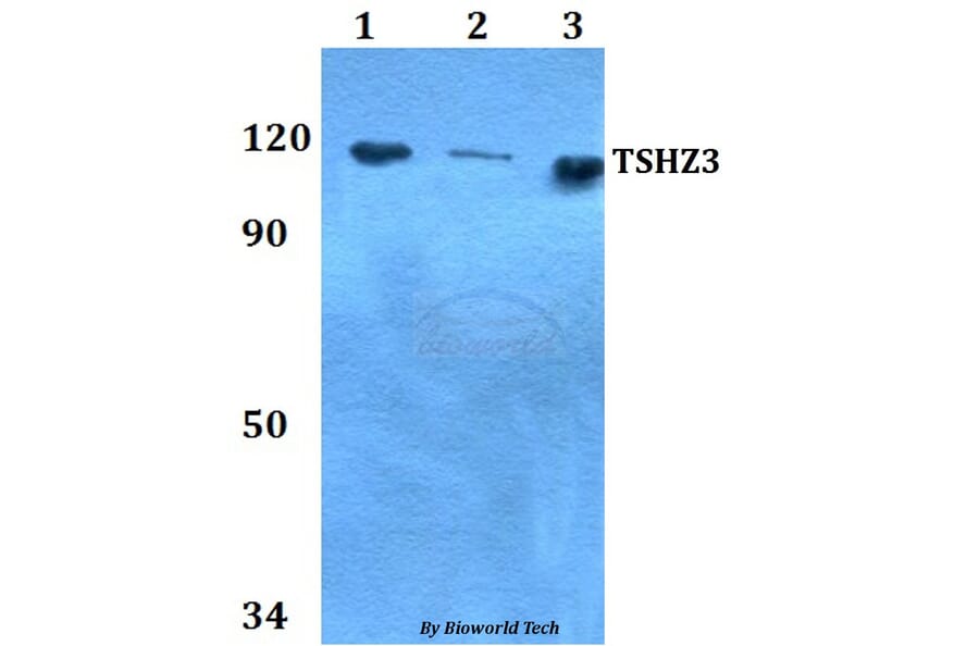Anti-TSHZ3 Antibody from Bioworld Technology (BS60758) - Antibodies.com