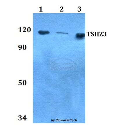 Anti-TSHZ3 Antibody from Bioworld Technology (BS60758) - Antibodies.com