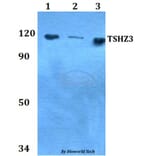 Anti-TSHZ3 Antibody from Bioworld Technology (BS60758) - Antibodies.com