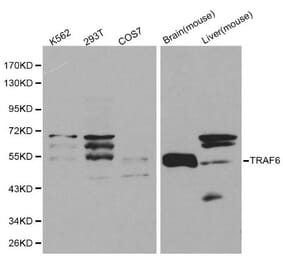 Anti-TRAF6 Antibody from Bioworld Technology (BS6076) - Antibodies.com