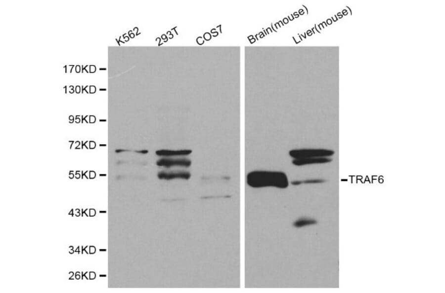 Anti-TRAF6 Antibody from Bioworld Technology (BS6076) - Antibodies.com