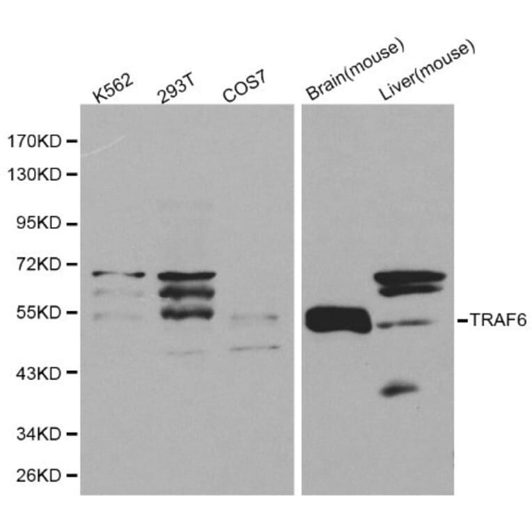Anti-TRAF6 Antibody from Bioworld Technology (BS6076) - Antibodies.com