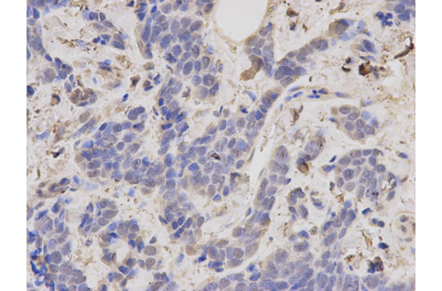 Anti-TRAF6 Antibody from Bioworld Technology (BS6076) - Antibodies.com