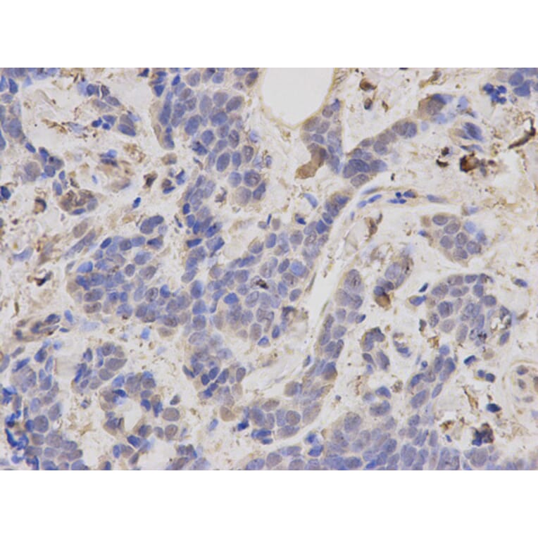 Anti-TRAF6 Antibody from Bioworld Technology (BS6076) - Antibodies.com