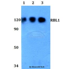 Anti-RBL1 Antibody from Bioworld Technology (BS60760) - Antibodies.com