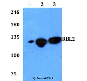 Anti-RBL2 Antibody from Bioworld Technology (BS60763) - Antibodies.com