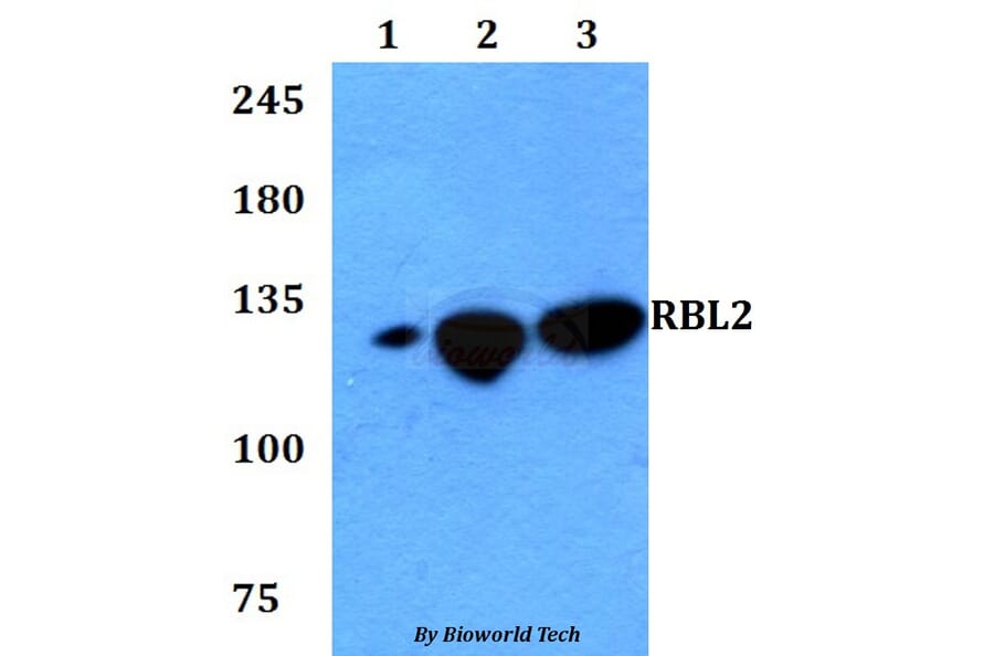 Anti-RBL2 Antibody from Bioworld Technology (BS60763) - Antibodies.com