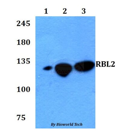 Anti-RBL2 Antibody from Bioworld Technology (BS60763) - Antibodies.com