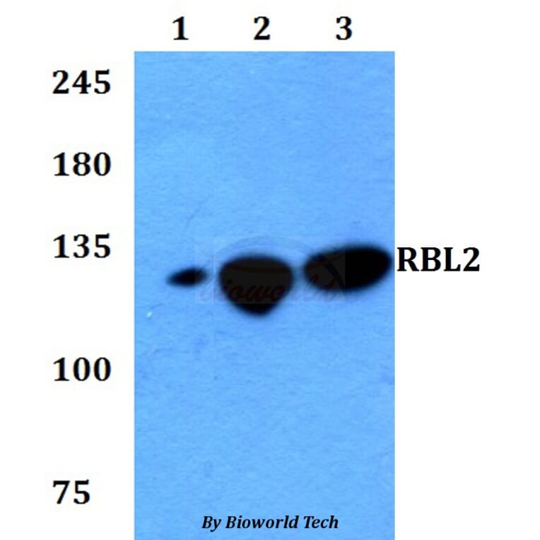 Anti-RBL2 Antibody from Bioworld Technology (BS60763) - Antibodies.com